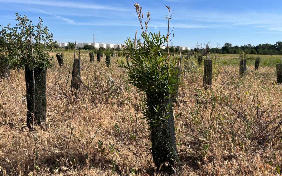 Recuperación de bosque autóctono